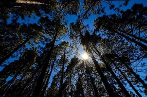 Trees in the forest photo