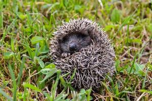 Hedgehog close up photo