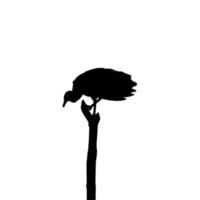 Silhouette of the Black Vulture Bird, Based on my Photography as Image Reference, Location in Nickerie, Suriname, South America. Vector Illustration