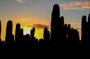 vegetación natural con cactus foto
