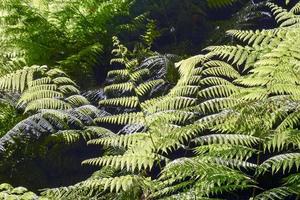 primer plano de la planta verde foto