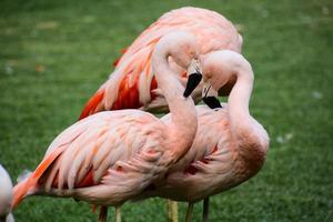 Pink flamingos view photo