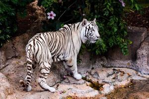 tigre blanco del zoológico foto