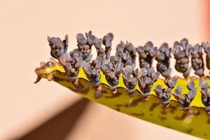 Plant close up photo