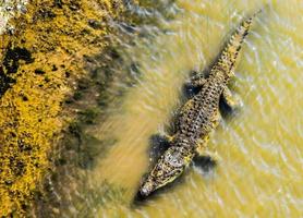 Alligator in water photo