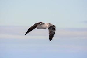 Seagull in sky photo