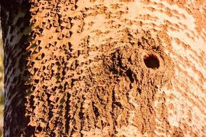 textura de madera de fondo foto