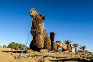 Camel on ground photo