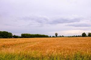 vista del campo de trigo foto