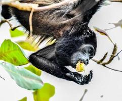 Monkey eats fruit photo