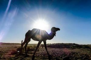 Camel in Morocco photo