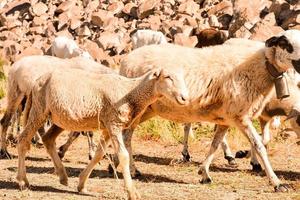 Herd of sheep photo