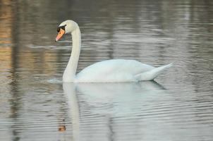 Swan in water photo