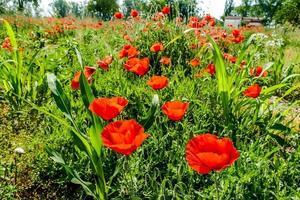 Poppy field at Rome, Italy photo