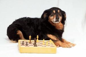 Dog and chess photo