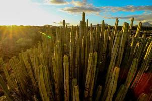 cactus a la luz del sol foto