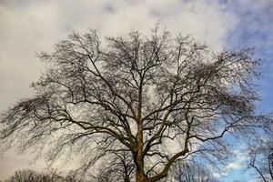 Tree and sky photo