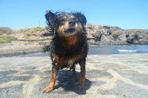 Dog on beach photo