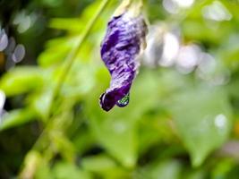 flor de guisante de mariposa macro guisante azul, bluebellvine, guisante cordofan, clitoria ternatea con hojas verdes aisladas sobre fondo borroso. en una brillante toma matutina. foto