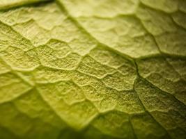 macro texture of green bougainvillea leaves, suitable for wallpaper background. photo