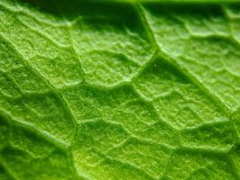 macro texture of green bougainvillea leaves, suitable for wallpaper background. photo