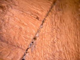 brown wood texture macro, suitable for wallpaper background. photo