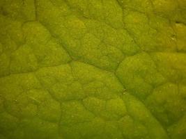 textura macro de hojas de buganvillas verdes, adecuada para fondo de papel tapiz. foto