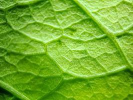 macro texture of green bougainvillea leaves, suitable for wallpaper background. photo