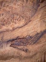 brown wood texture macro, suitable for wallpaper background. photo