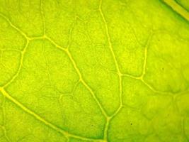 macro texture of green bougainvillea leaves, suitable for wallpaper background. photo