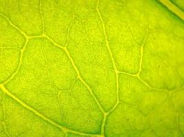 macro texture of green bougainvillea leaves, suitable for wallpaper background. photo