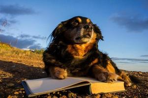 perro con un libro foto