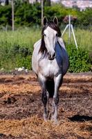 caballo en el campo foto