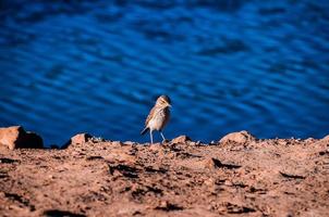 pájaro cerca del agua foto