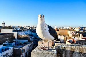 Seagull in Morocco photo