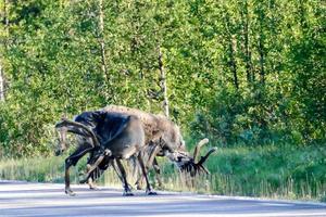 Reindeer in landscape photo