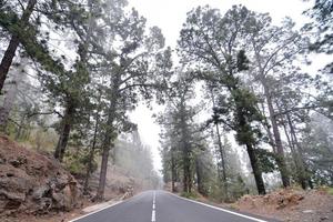 Road through forest photo