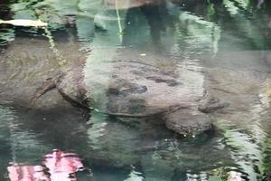 Turtle in water photo