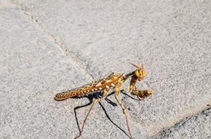 Praying mantis closeup photo