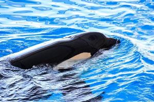 Killer whale view photo