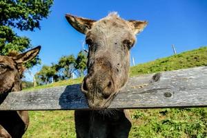 Donkeys against fence photo