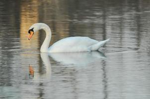 Swan on the lake photo