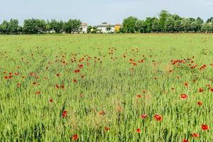 Landscape at Rome, Italy photo