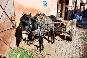 Donkey with cart photo