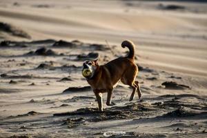 Dog on beach photo