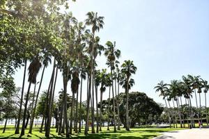 Palm trees in Miami photo