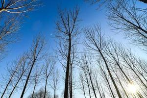 Trees and sky photo