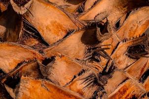 Dry palm tree close-up photo