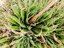 Green plant closeup photo