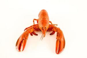 Lobster on white photo